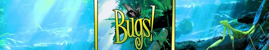 Bugs! - Abenteuer Regenwald in 3D